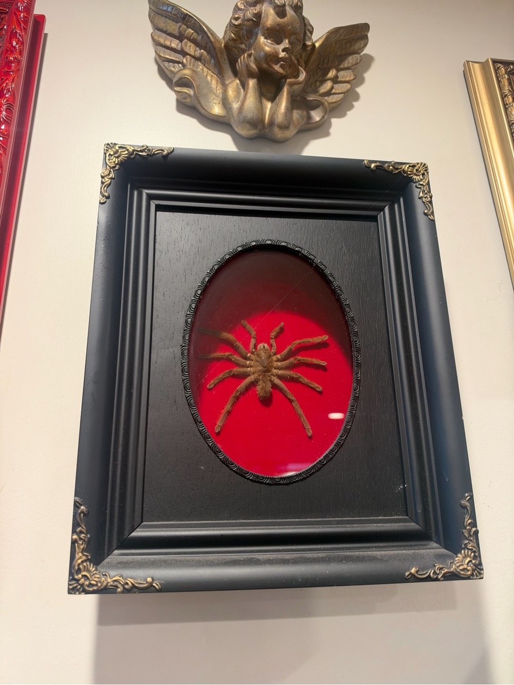 Framed Tarantula - Picture 1 of 3